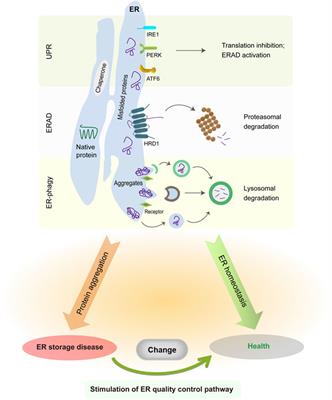 Protein quality control and aggregation in the endoplasmic reticulum: From basic to bedside